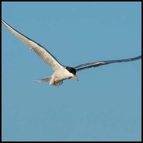 Common Tern
