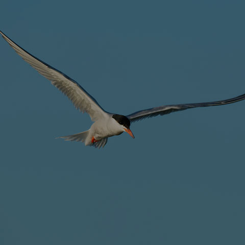 Common Tern