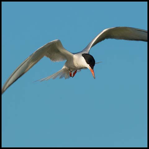 Common Tern