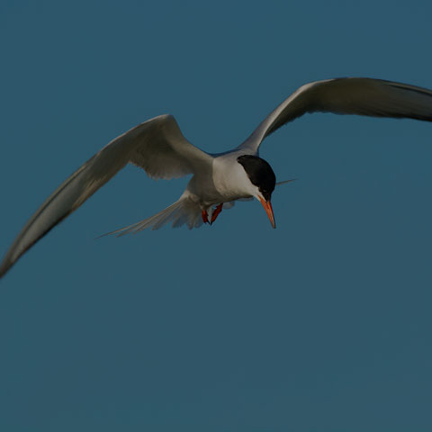 Common Tern