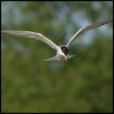 Common Tern