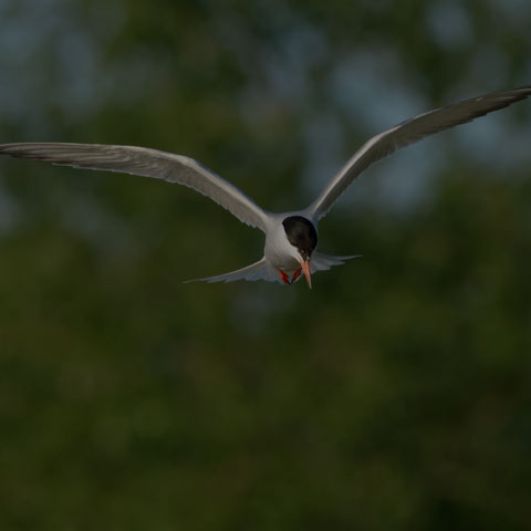 Common Tern