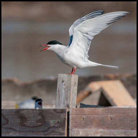 Common Tern
