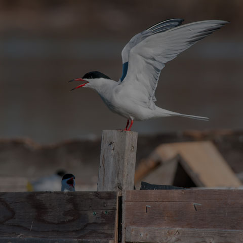 Common Tern