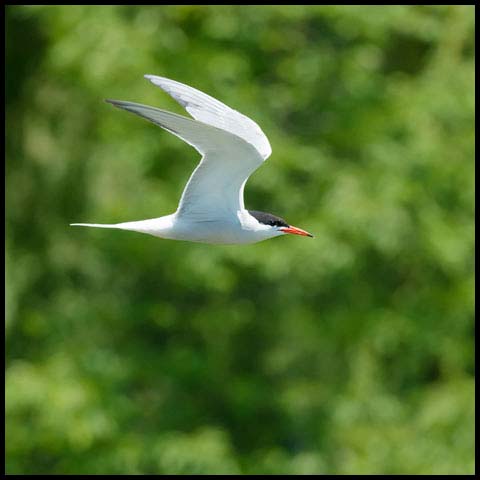 Common Tern