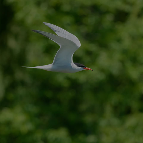 Common Tern