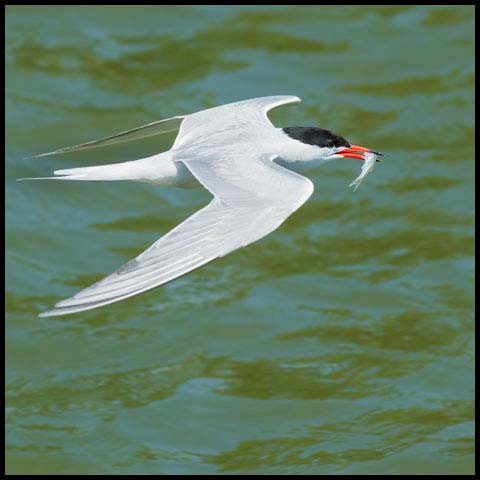 Common Tern