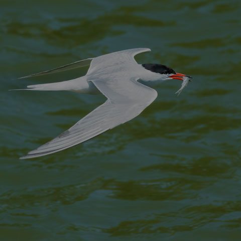 Common Tern