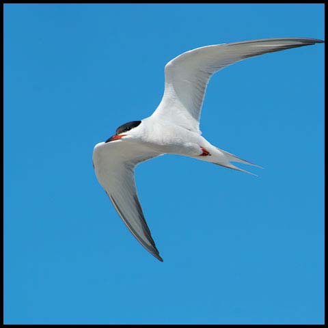 Common Tern