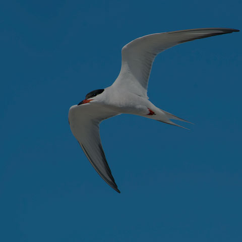 Common Tern
