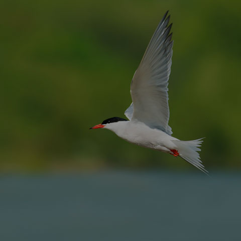 Common Tern