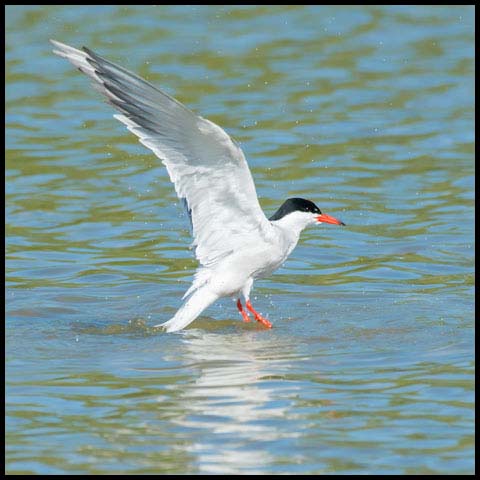 Common Tern