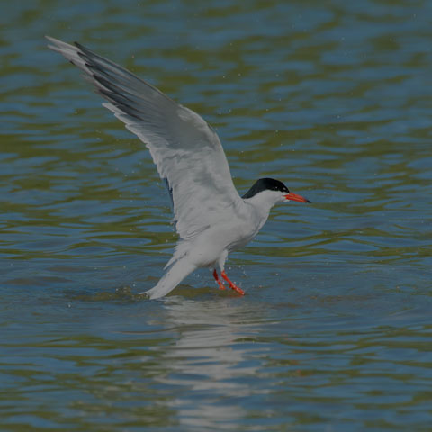 Common Tern