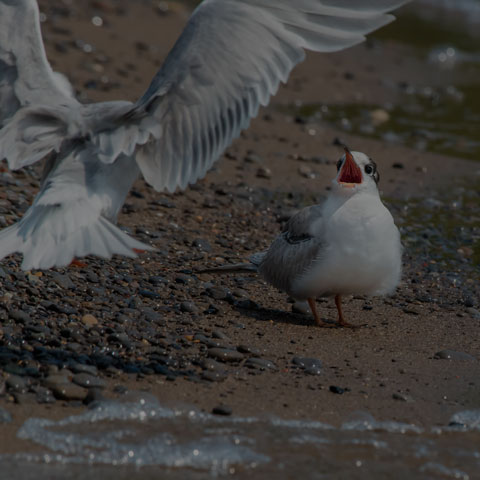 Common Tern