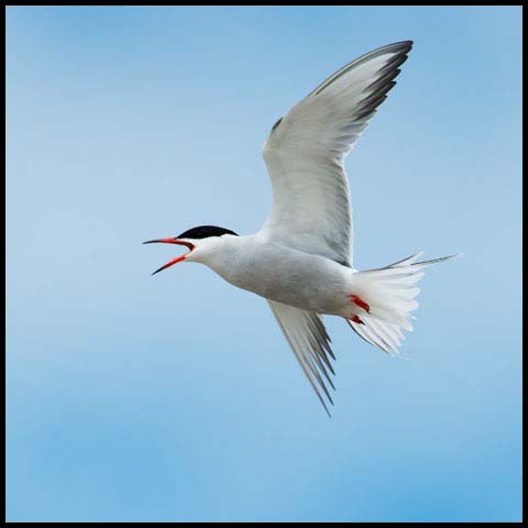Common Tern