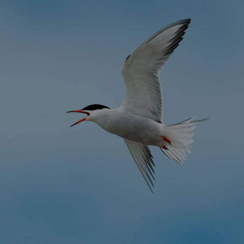 Common Tern