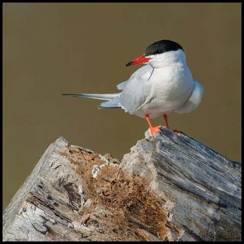 Common Tern