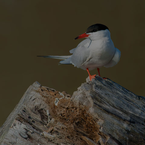 Common Tern