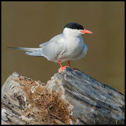 Common Tern