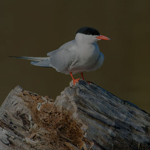 Common Tern