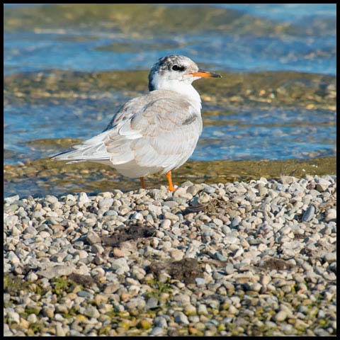 Common Tern