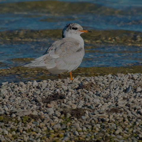 Common Tern