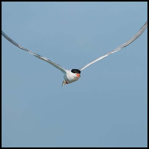 Common Tern