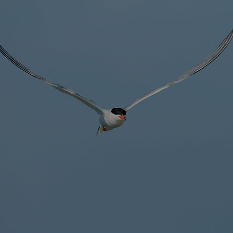 Common Tern