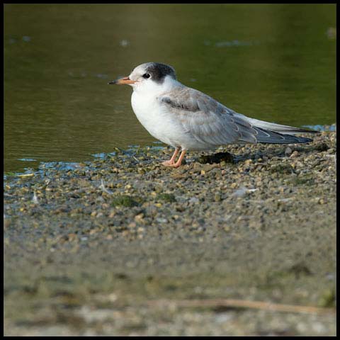 Common Tern