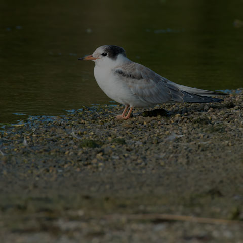 Common Tern