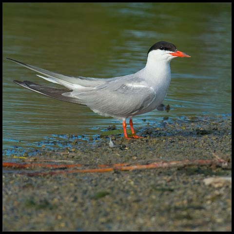 Common Tern