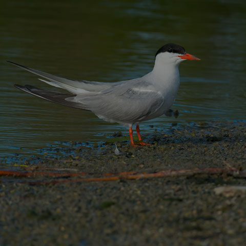 Common Tern