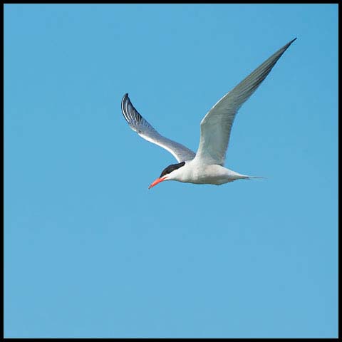 Common Tern