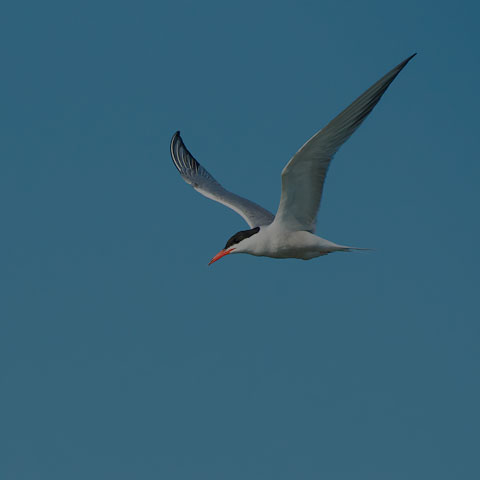 Common Tern