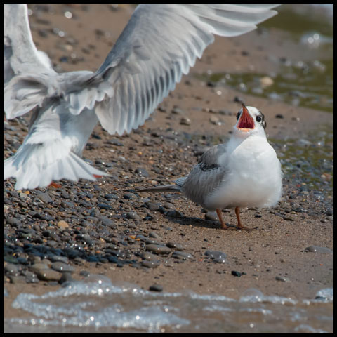 Common Tern
