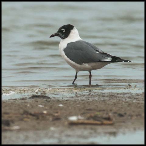 Franklin's Gull