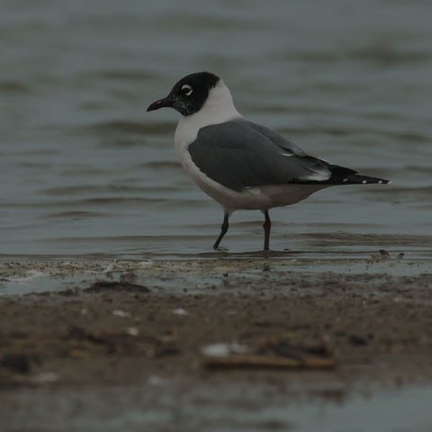 Franklin's Gull