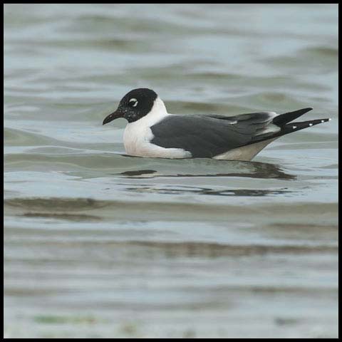 Franklin's Gull