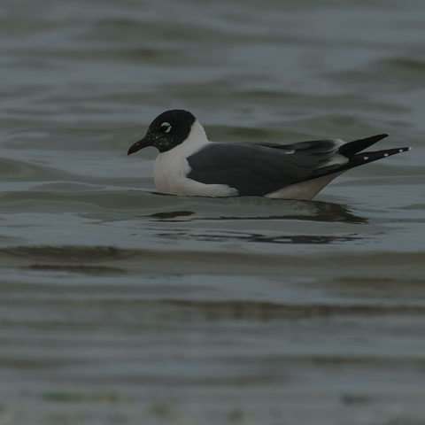 Franklin's Gull