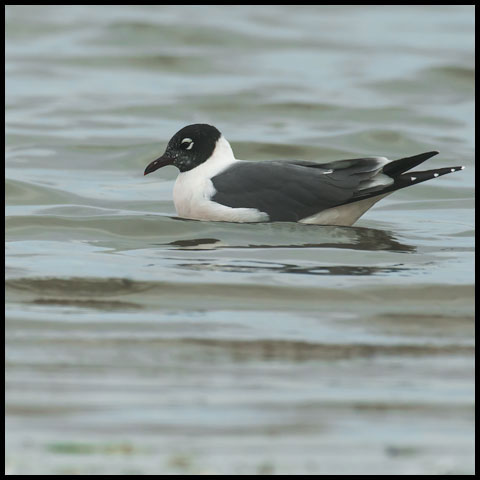 Franklin's Gull