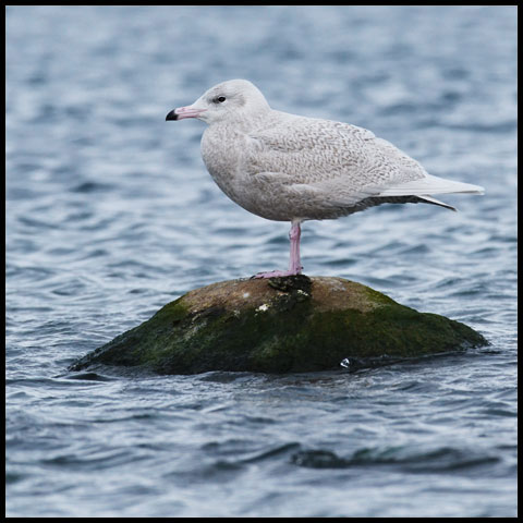 Glaucous Gull