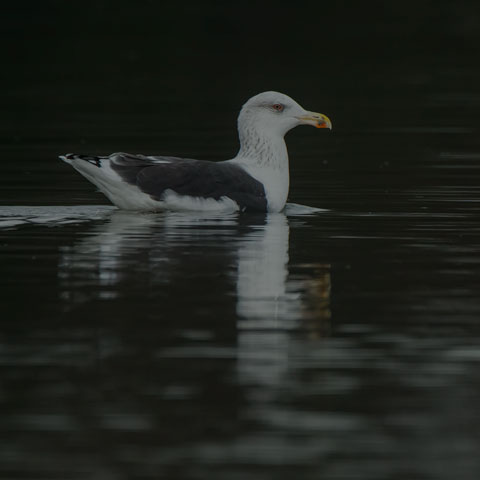 Great Black-backed Gull