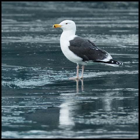 Great Black-backed Gull