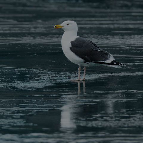 Great Black-backed Gull