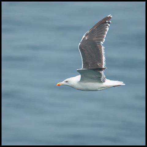 Great Black-backed Gull