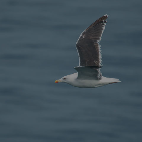 Great Black-backed Gull