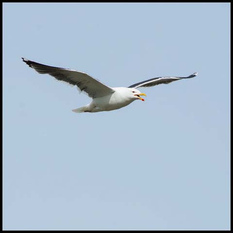 Great Black-backed Gull