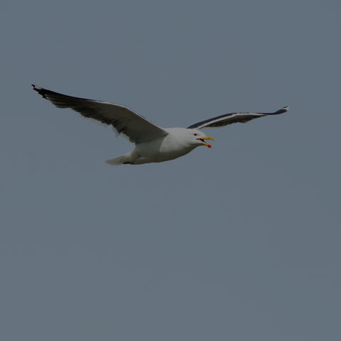 Great Black-backed Gull