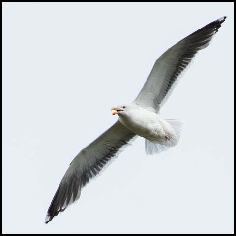 Great Black-backed Gull