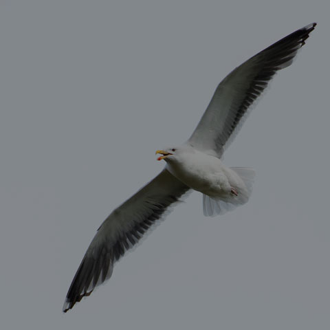 Great Black-backed Gull